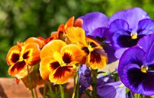 El Pensamiento y la Viola, una flor de invierno con un amplio abanico de colores