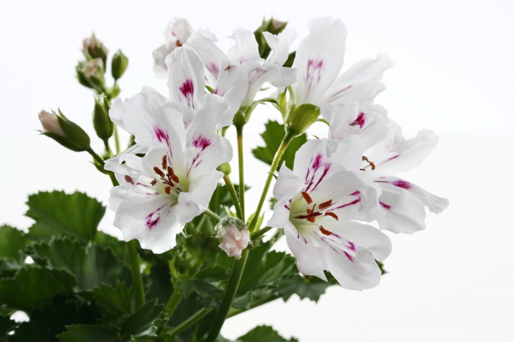 Pelargonium Crispum, una variante del Geranio que repele insectos |  Beniverd Viveros