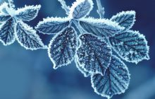 ¿Cómo proteger nuestras plantas del frío?