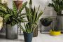 Las mejores plantas tropicales para decorar tu casa