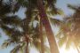 Podas y tratamientos fitosanitarios en palmeras