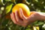 Clementina, una fruta entre la mandarina y la naranja