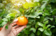 Clementina, una fruta entre la mandarina y la naranja